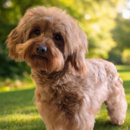 Sky - Goldendoodle
