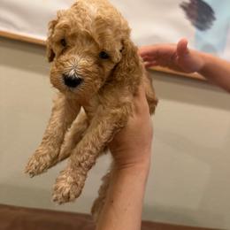 Yellow 1 - Cream male Labradoodle puppy in Shingle Springs, California from California Double Doodles
