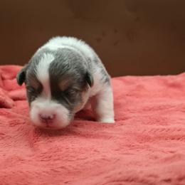 Tiki - Blue female Pembroke Welsh Corgi puppy in Charleroi, Pennsylvania from Twilight Hollow Corgis
