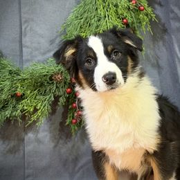 Steele - Black male Miniature American Shepherd puppy in Clinton, Missouri from Mockingbirds American Minis