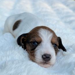 Pixie  wire coat - Piebald female Dachshund puppy in Lakeland, Florida from Elite Doxies Florida