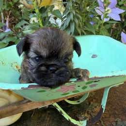Gunnar  (green) - Red male Brussels Griffon puppy in Brooks, Georgia from Brooks Berner Bears & Brussels Griffons