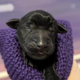 Nox - Black male Flat-Coated Retriever puppy in Newport, Virginia from Maywood Retrievers
