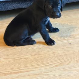4 - Black male German Shorthaired Pointer puppy in Kathleen, Florida from Alex Yates GSP's
