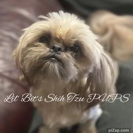 Violet - Gold female Shih Tzu puppy in Walkertown, North Carolina from Lil’ Bit’s Shih Tzu