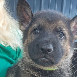 Boy 3 - Sable German Shepherd puppy in Grimesland, North Carolina from Von Stancill German Shepherds