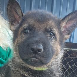 Boy 3 - Sable German Shepherd puppy in Grimesland, North Carolina from Von Stancill German Shepherds