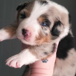 Bliss - Blue merle female Australian Shepherd puppy in Georgetown, Texas from River Reign Australian Shepherds