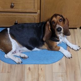 Scarlett  - Basset Hound
