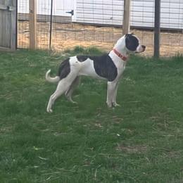 Macy - White and brindle female American Bulldog puppy in La Porte, Indiana from Slayton's American Bulldogs