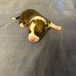 Splash - Red female Pembroke Welsh Corgi puppy in Maupin, Oregon from Bailey Nannini