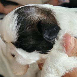 Shih Tzus from Aweont Schock