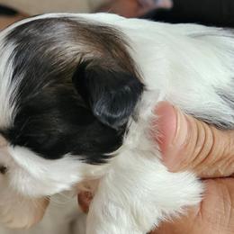 Shih Tzus from Aweont Schock