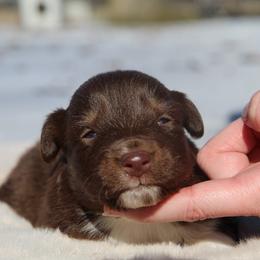 Lala-1400 - Red tri-color female Australian Shepherd puppy in Star City, Arkansas from Circle P Farm Australian Shepherds