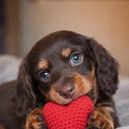 Bronco - Chocolate and tan male Dachshund puppy in Alexander, North Dakota from Wild Rose Ridge Doxies