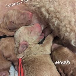 Mr. Potato Head - Red Collar - Apricot male Goldendoodle puppy in Citrus Heights, California from Grandpaw's Golden Doodles