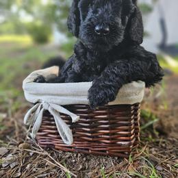 Nova(Purple Collar) - Black female Poodle puppy in Columbia, South Carolina from Jones Poodles