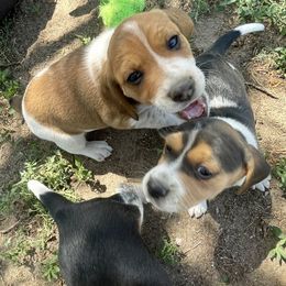 Beagle Puppies from Bluebonnet Kennels