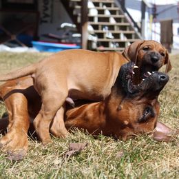 Rhodesian Ridgeback Puppies from Supernova Ridgebacks