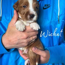 WICKET - Red  male Goldendoodle puppy in Minneapolis, Minnesota from The Golden Roo