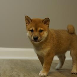 Shiba Inu Puppies from Veronika's Shiba Inus