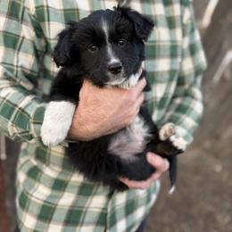 Tarragon - Black tri male Miniature American Shepherd puppy in Riverton, Utah from Iron Spirit Homestead & Aussies