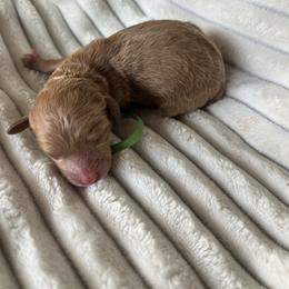 AKC Green Collar - Red  male Poodle puppy in Powder Springs, Georgia from West Cobb Dogs