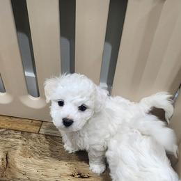 Bichon Frise Puppies from Waterloo Bichons AKC