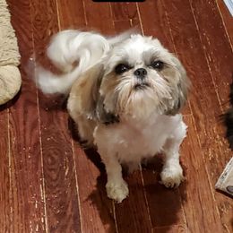 Annie - Shih Tzu