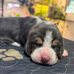 Purple collar- Isabella - Blue tan and white female Basset Hound puppy in Park City, Kansas from Stegmans Basset Hounds