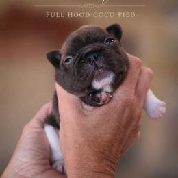 French Bulldog Puppies from Scherners Frenchie Frenz