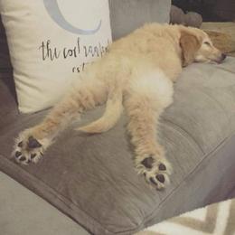 Goldendoodle and Poodle Puppies from The Doodle Patch