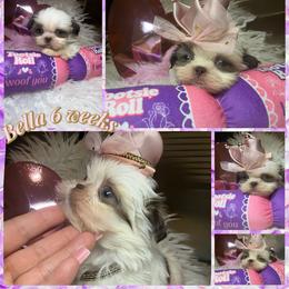 Ivory - White female Shih Tzu puppy in Coolidge, Arizona from Shih Tzu’s  ‘N’ Love