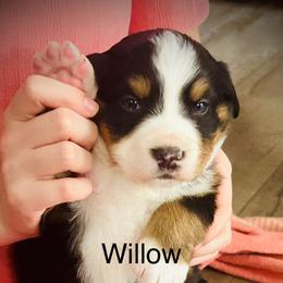 Willow OFA - Black rust and white female Bernese Mountain Dog puppy in Strasburg, Ohio from Lois Allison