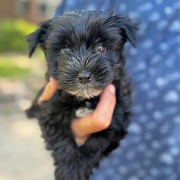 Caleb gorgeous ESA lines Ready Aug 24 - Black male Miniature Schnauzer puppy in Temple, Texas from Schnauzers Of Taylor