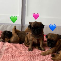 Brussels Griffon puppies from Griffs & Co.