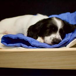 Steven - Piebald male Dachshund puppy in North Reading, Massachusetts from The Well Tempered Dachshund