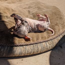American Hairless Terrier Puppies from Bare Valley