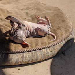 American Hairless Terrier Puppies from Bare Valley