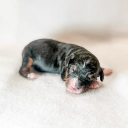 Lacey - female Australian Mountain Doodle puppy in Sharpsburg, Georgia from Steindoodles