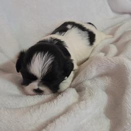Oreo - Black and white male Shih Tzu puppy in Vernon, Texas from Jennifer's Shih Tzus
