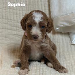 Sophia - Red  female Goldendoodle puppy in Estesburg, Kentucky from Wet Goldendoodle Kisses