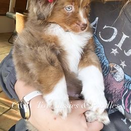 Rudolph - Red merle male Toy Australian Shepherd puppy in Kenedy, Texas from C&W Toy Aussies & Poodles