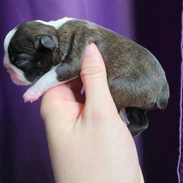 Female 3 - Black brindle and white female Boston Terrier puppy in Denver, Colorado from Diamonds In The Ruff Boston Terriers