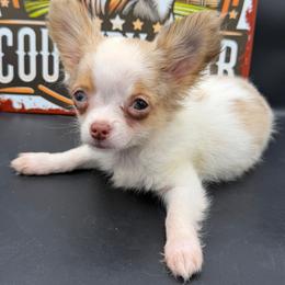Crew - Merle male Chihuahua puppy in Palmyra, Indiana from Country Star Chihuahuas