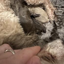 Toast - Cafe au lait female Poodle puppy in Travelers Rest, South Carolina from Cotton Top