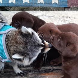 Bernese Mountain Dog and Labrador Retriever Puppies from Circle D Farms