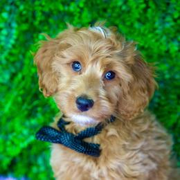 Goose - Apricot male Goldendoodle puppy in Brandon, Florida from Murphys Doodles