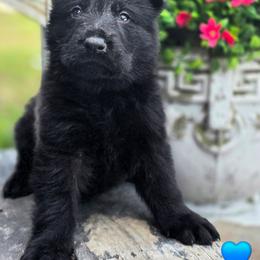 Blue Boy - Cupid - Black male German Shepherd puppy in Purdon, Texas from TEXAS DDR GSD
