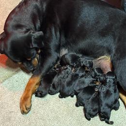 Girl 4 - Black and mahogany female Rottweiler puppy in Newfoundland, Pennsylvania from Poconopaws